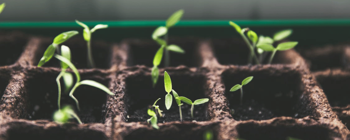 Pěstování bylinek